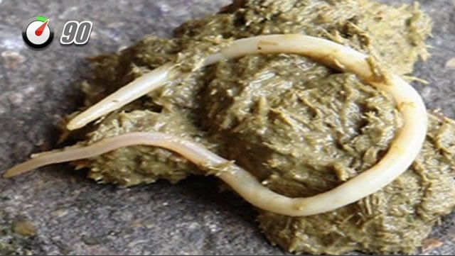 Wormen en ontworming bij paarden